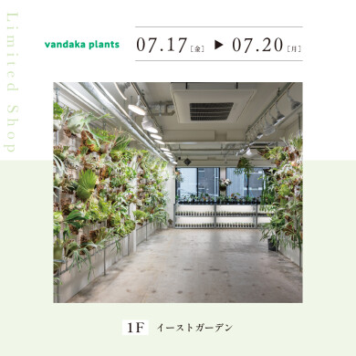 vandaka plants
